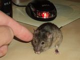 mousemousefinger.jpg image by blake_it